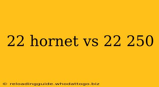 22 hornet vs 22 250