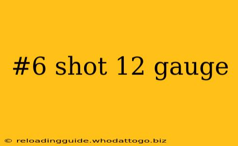 #6 shot 12 gauge