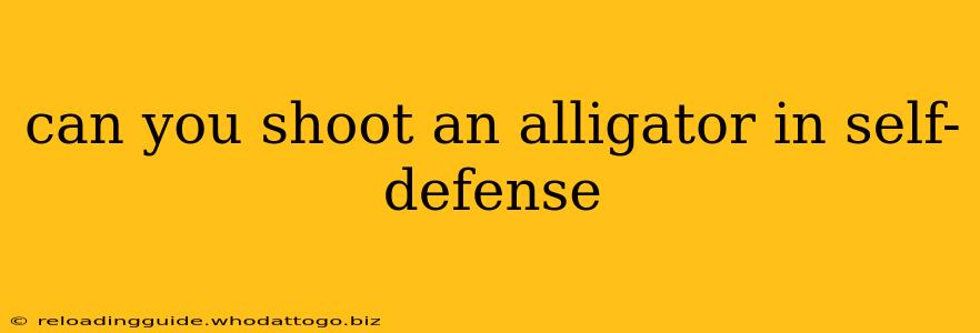 can you shoot an alligator in self-defense