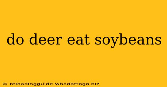 do deer eat soybeans