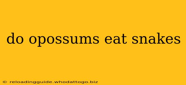 do opossums eat snakes