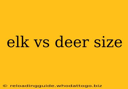 elk vs deer size