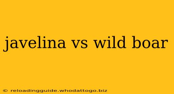 javelina vs wild boar