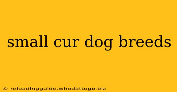 small cur dog breeds