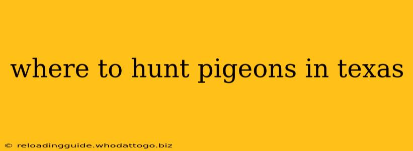 where to hunt pigeons in texas