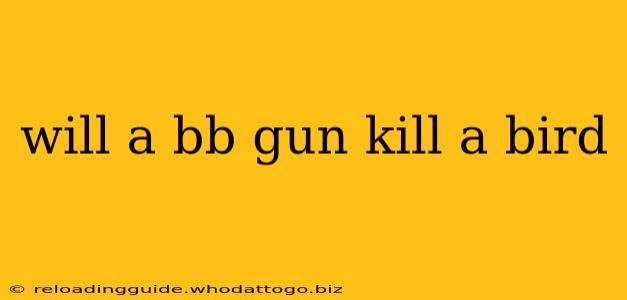 will a bb gun kill a bird